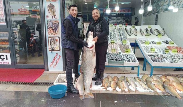 Batman'da dev turna balığı ilgi odağı oldu