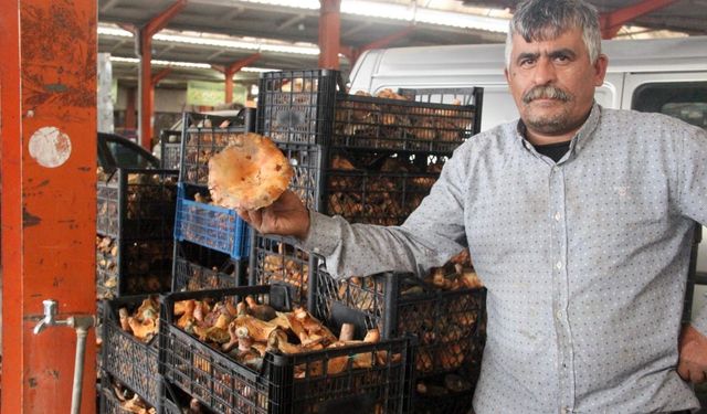 Bayramiç'te kanlıca mantarı köylünün gelir kapısı oldu