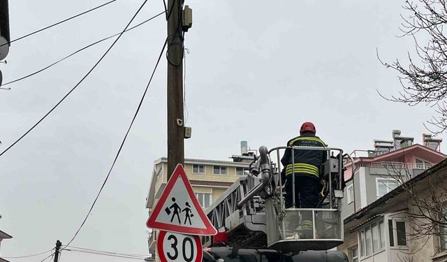 Beyşehir'de itfaiye merdiveni bu kez direğin tepesindeki kedi için uzatıldı