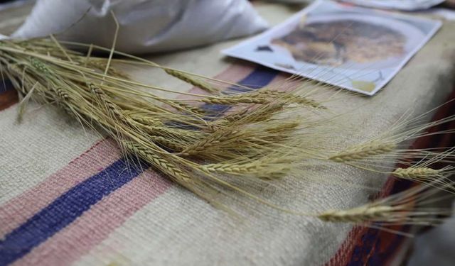 Bölgenin değeri: Ardahan Kavılcası