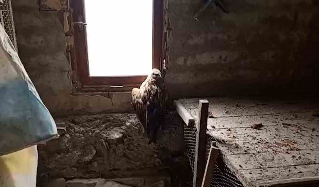 Bolu'da yaralı şahin koruma altına alındı