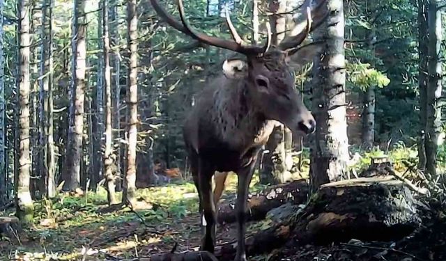 Bolu'nun yaban hayatı fotokapana yansıdı