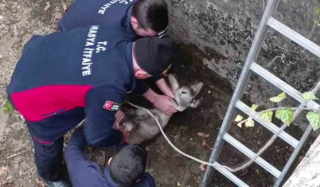 Boş havuza düşen yavru karacayı itfaiyeciler kurtardı