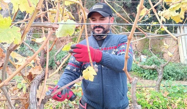 Budama maliyeti üreticiyi ailece bağa indirdi