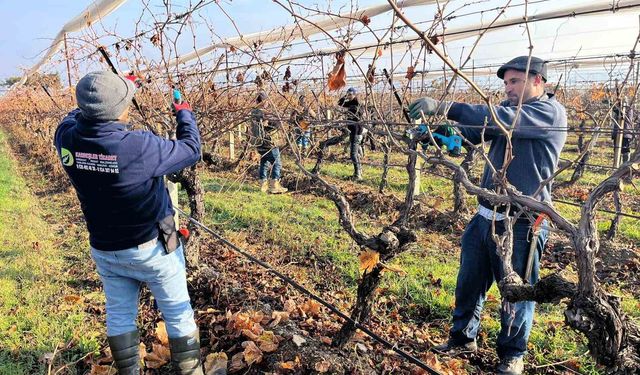 Buldan'ın tescilli üzümlerinin yetiştiği asmalar yeni sezona hazırlanıyor