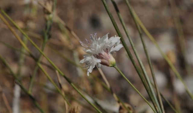 'Çameli pelemiri' bitki literatürüne kazandırıldı