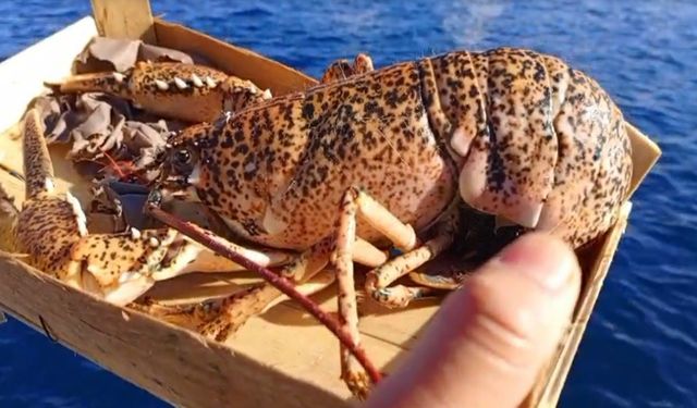 Çanakkale'de 525 kilo balığa el konuldu