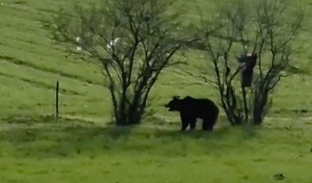 Çanakkale'de köy yoluna inen ayı cep telefonu kamerasına yansıdı