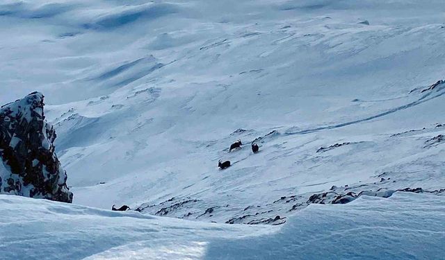 Çatak'ta dağ keçileri görüntülendi