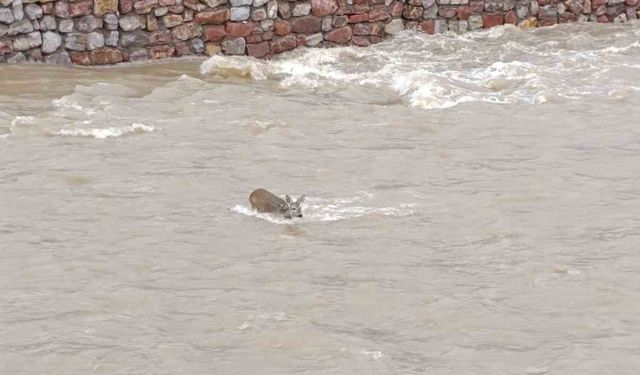 Çaya düşen karaca kurtarıldı