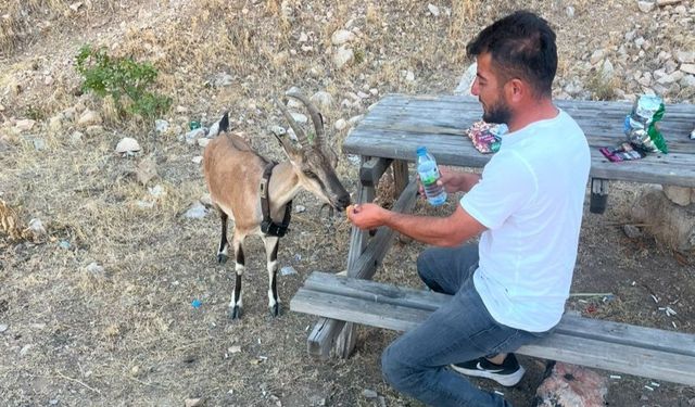 Dağ keçisini elleriyle besledi