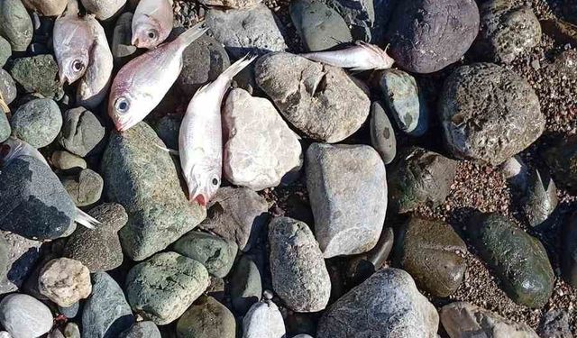 Datça'da çok sayıda ölü balık kıyıya vurdu