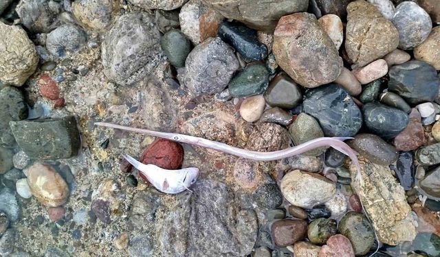 Datça'da sahilde görülen balık ölümlerinde tehlikeli bir bulguya rastlanmadı