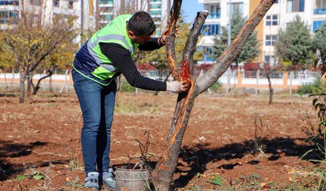 DBB özel yöntemlerle ağaçları tedavi ediyor