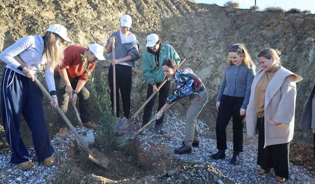 Defne fidanları toprakla buluştu