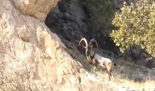 Diyarbakır'da koruma altındaki dağ keçileri görüntülendi