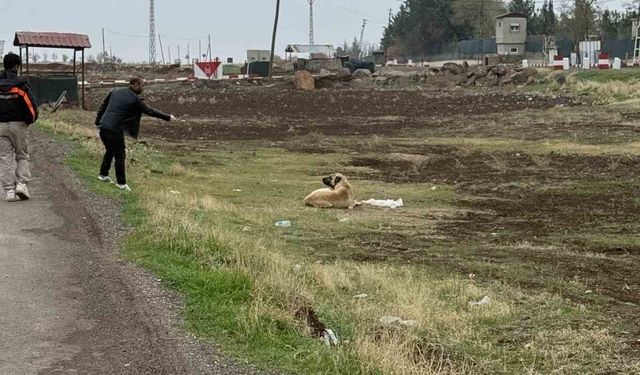 Diyarbakır'da sokak hayvanlarına kuduz aşısı uygulandı