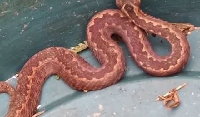 Doğu Karadeniz'de ayılardan sonra yılanlar da kış uykusuna yatmadı