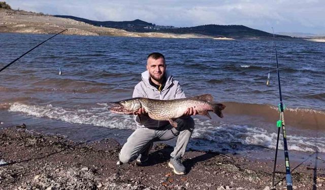 (Düzeltme) Sındırgı'da dev turna balığı yakalandı