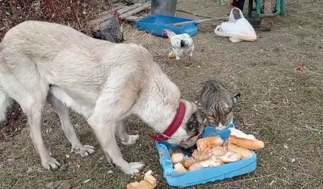 Ekmek kavgası bitti, kedi ve köpekler dost oldu