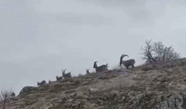 Elazığ'da yaban keçileri sürü halinde görüntülendi