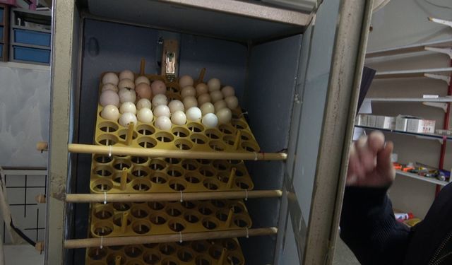 Elektrik mühendisi atık malzemelerden kuluçka makinesi yaptı