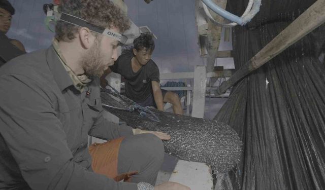 Endonezya'da ağlara takılan balina köpekbalığı uzun uğraşlar sonucu kurtarıldı