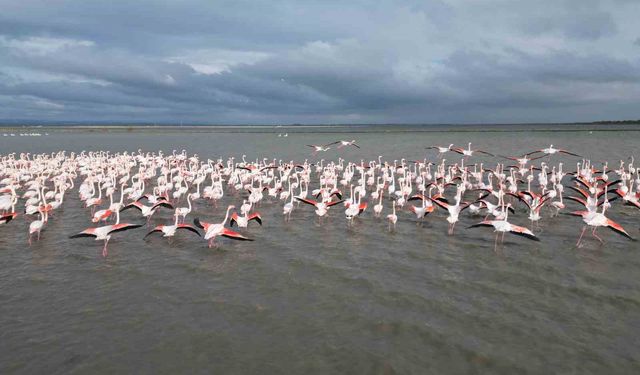 Enez Gala Gölü flamingolara ev sahipliği yapıyor
