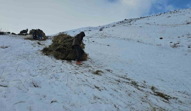 Erciş'te asırlık kış mesaisi: Otlar kızaklarla köye taşınıyor