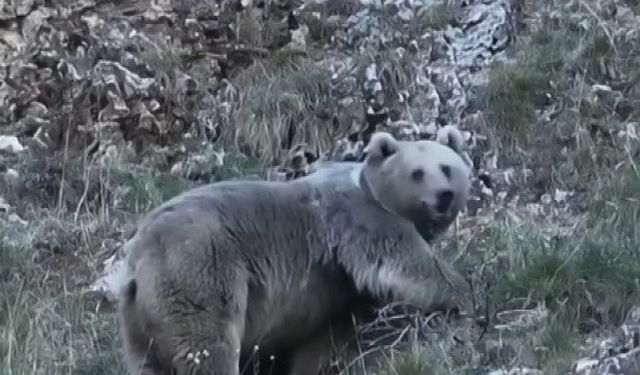 Erzincan'da kış uykusuna hazırlanan iki ayı görüntülendi