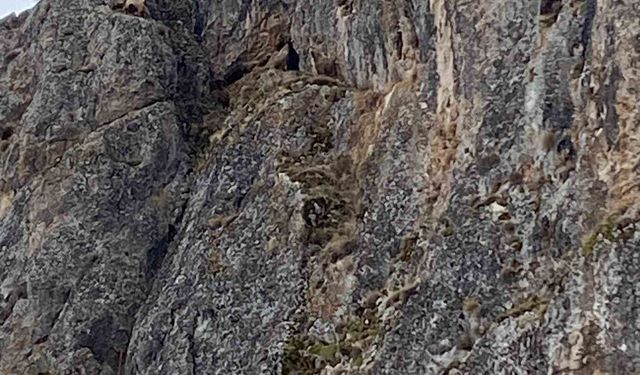 Erzincan'da mahsur kalan keçiler için JAK ve AFAD seferber oldu