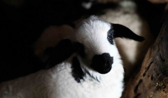 Erzincan'da yılın son kuzuları üreticilerin yüzünü güldürdü