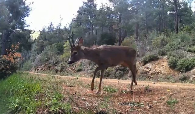 Ganos Dağları'nda fotokapan iki karacayı görüntüledi