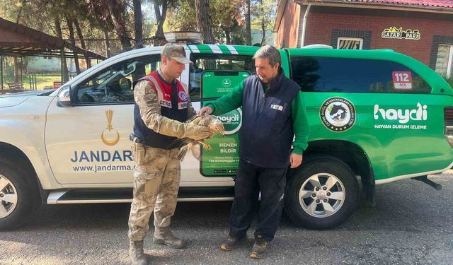Gaziantep'te yaralı halde bulunan kartal, tedavi altına alındı