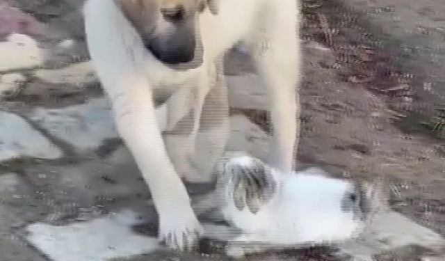 Gercüş'te yavru kedi ile yavru köpeğin sevimli kavgası kamerada
