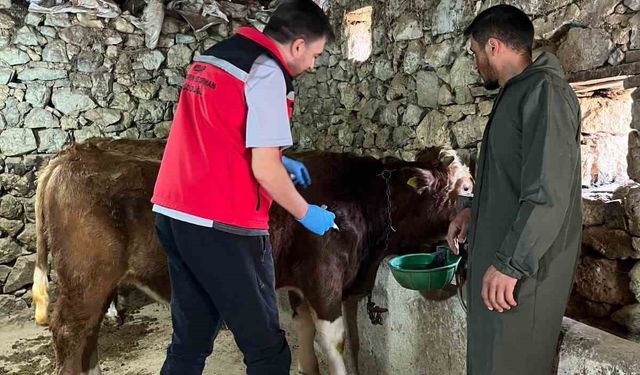 Giresun'da 450 binden fazla hayvan aşılandı