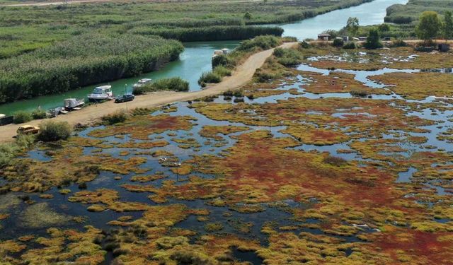 Gökçe Sulak alanı yeniden canlanıyor