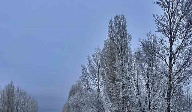Gökçedere'de kar yağışı sonrası ağaçlar beyaz örtüyle kaplandı