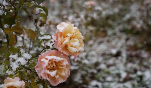 Gümüşhane kent merkezine mevsimin ilk karı yağdı