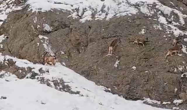 Güzeldere'nin karla kaplı yamaçlarda dağ keçileri görüntülendi