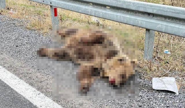 Hakkari'de aracın çarptığı ayı telef oldu