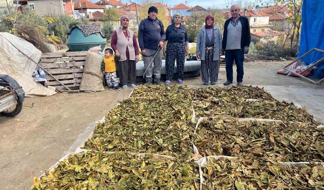 Hasadı tamalanan tütünler satış için hazırlanıyor