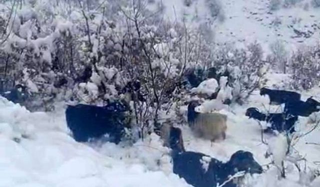 Hizan'da kar yağışı, sürüyü hazırlıksız yakaladı