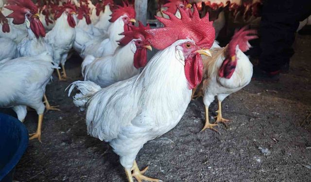 Hobiydi, iş oldu, 3 yılda 850 etlik horoz yetiştirdi