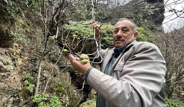 İncir ağacı Aralık ayında yeniden meyve verdi