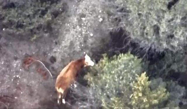 İneği kaybolan çiftçinin imdadına AFAD ve jandarma yetişti