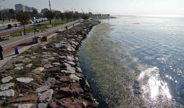 İzmir sahilinde 'yeşil' istila