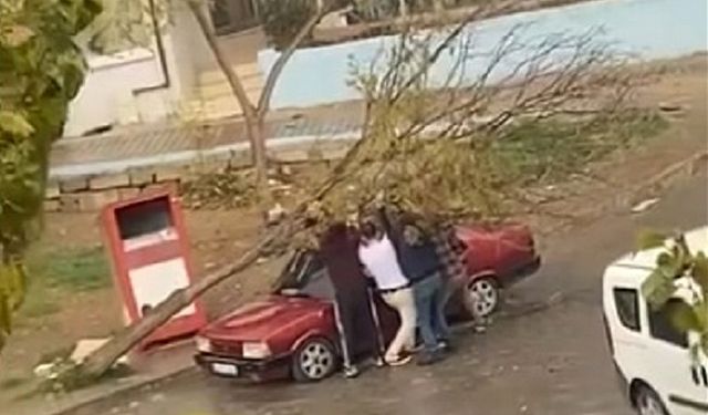 İzmir'de park halindeki otomobilin üzerine ağaç devrildi