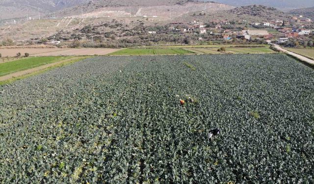 İzmir'in verimli tarım arazilerinde 'yeşil altın' hasadı