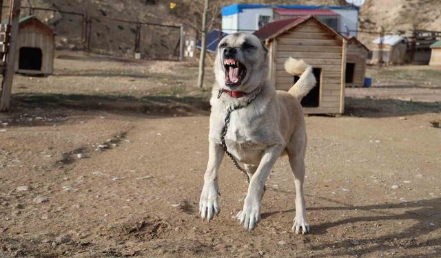 Kangallar kış modunu açtı, kar yağışını beklemeye başladı